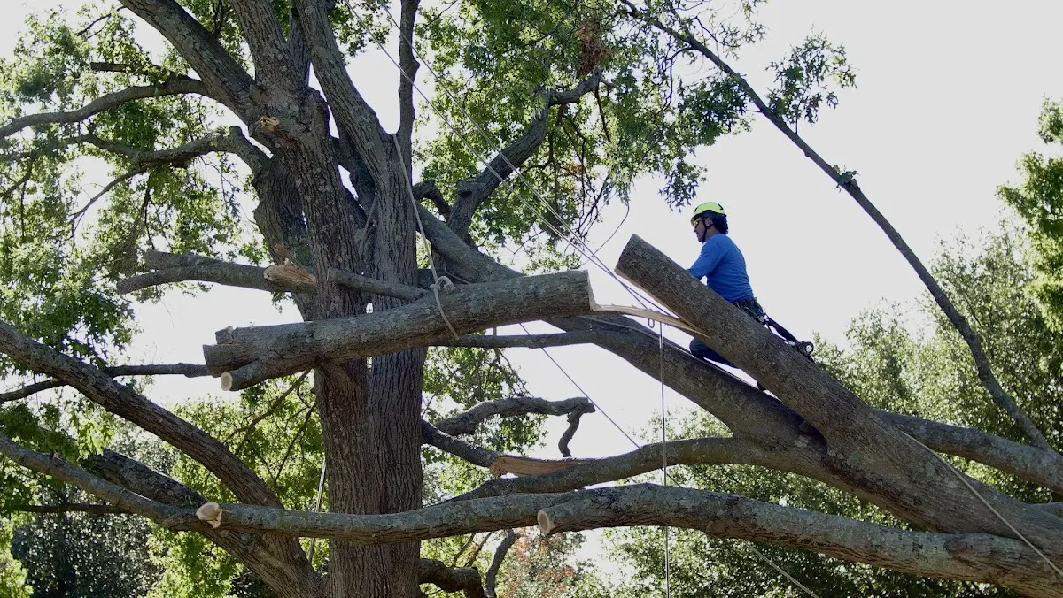 Professional Crown Thinning performed by certified arborists in Black