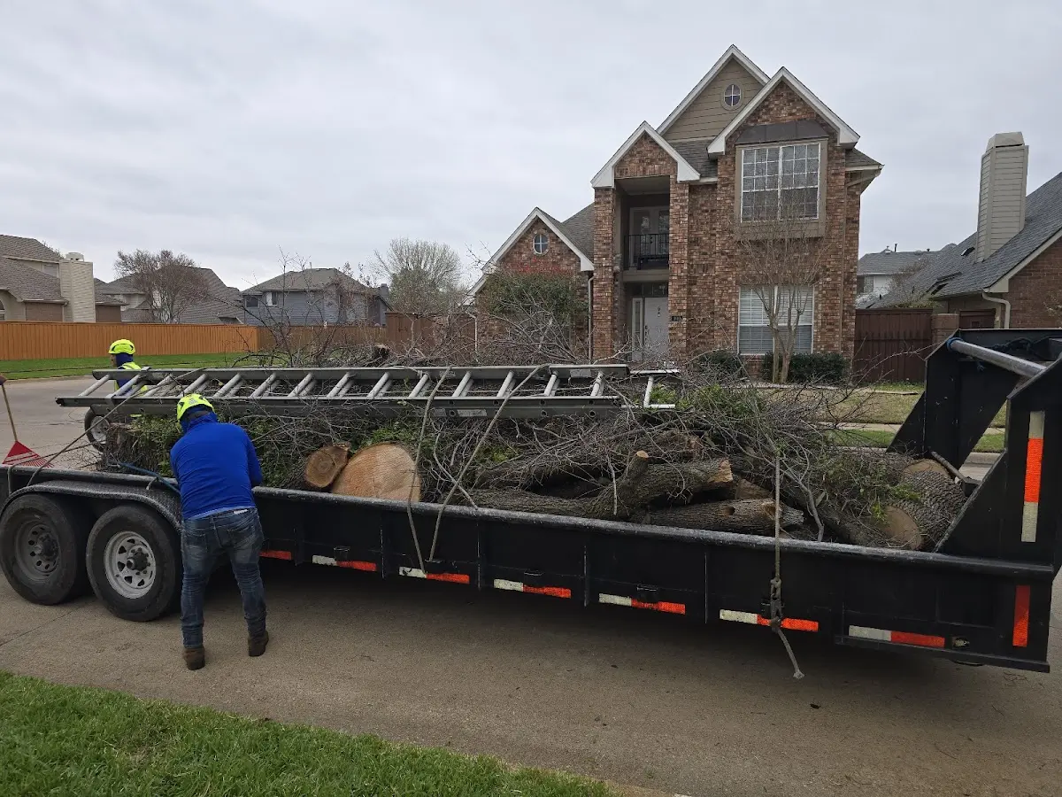 Expert Tree Removal with proper safety equipment in Black